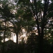 Trash dispute, trailer parks demolition, Pierce Park prospects featured at CCNA