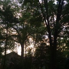 Trash dispute, trailer parks demolition, Pierce Park prospects featured at CCNA