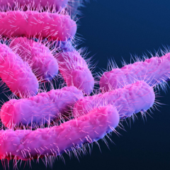 Shigella outbreak subsiding, but answering the “why” continues