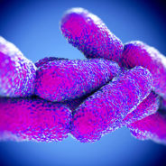 Shigella update:  bacteria not spread through Flint-area drinking water, CDC officials suggest