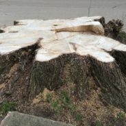 Aging parkway maples challenge city services, neighborhood character