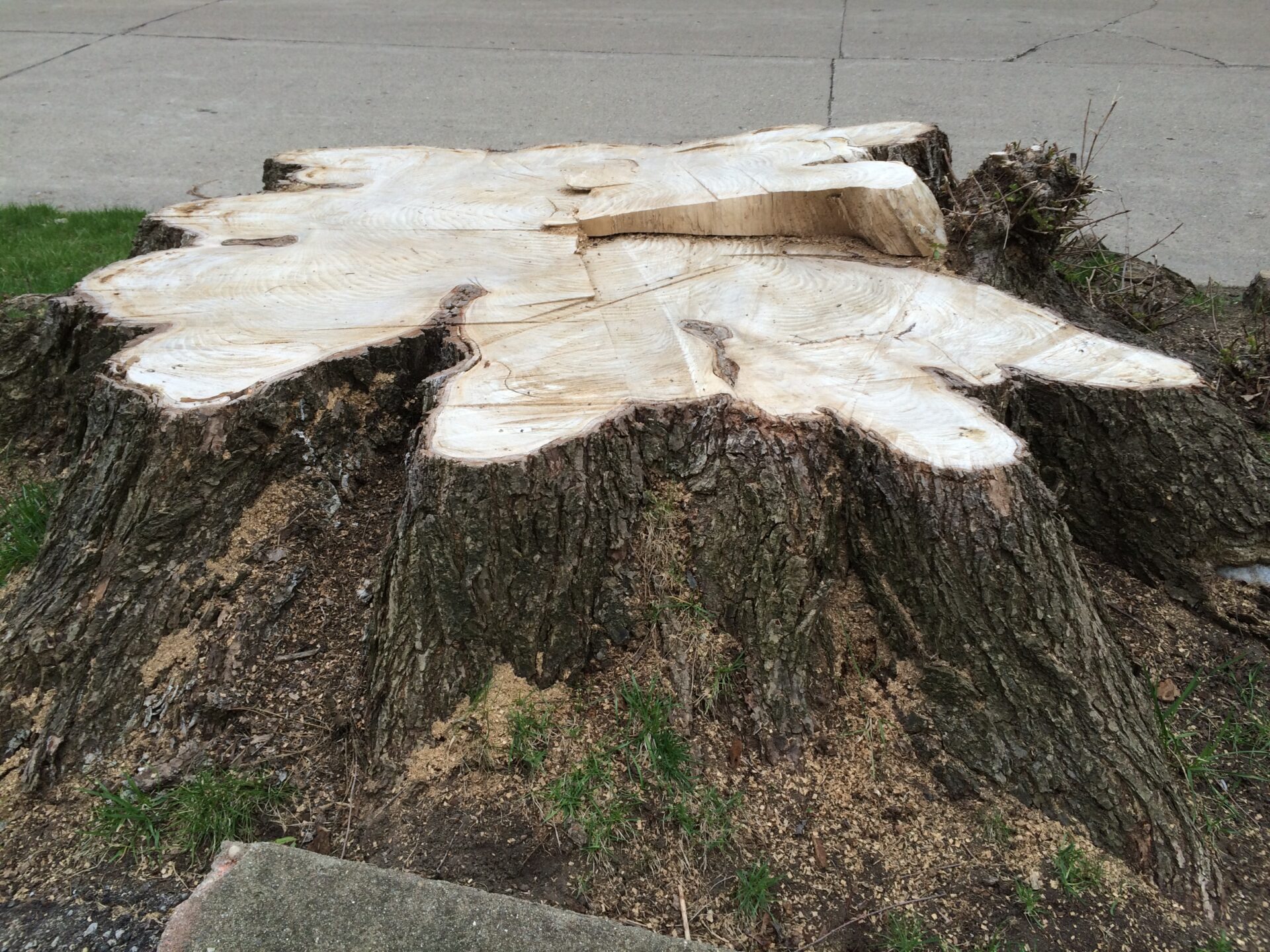 Aging parkway maples challenge city services, neighborhood character