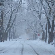 Tree issues, city charter implementation highlight CCNA meeting