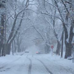 Tree issues, city charter implementation highlight CCNA meeting
