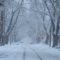 Tree issues, city charter implementation highlight CCNA meeting