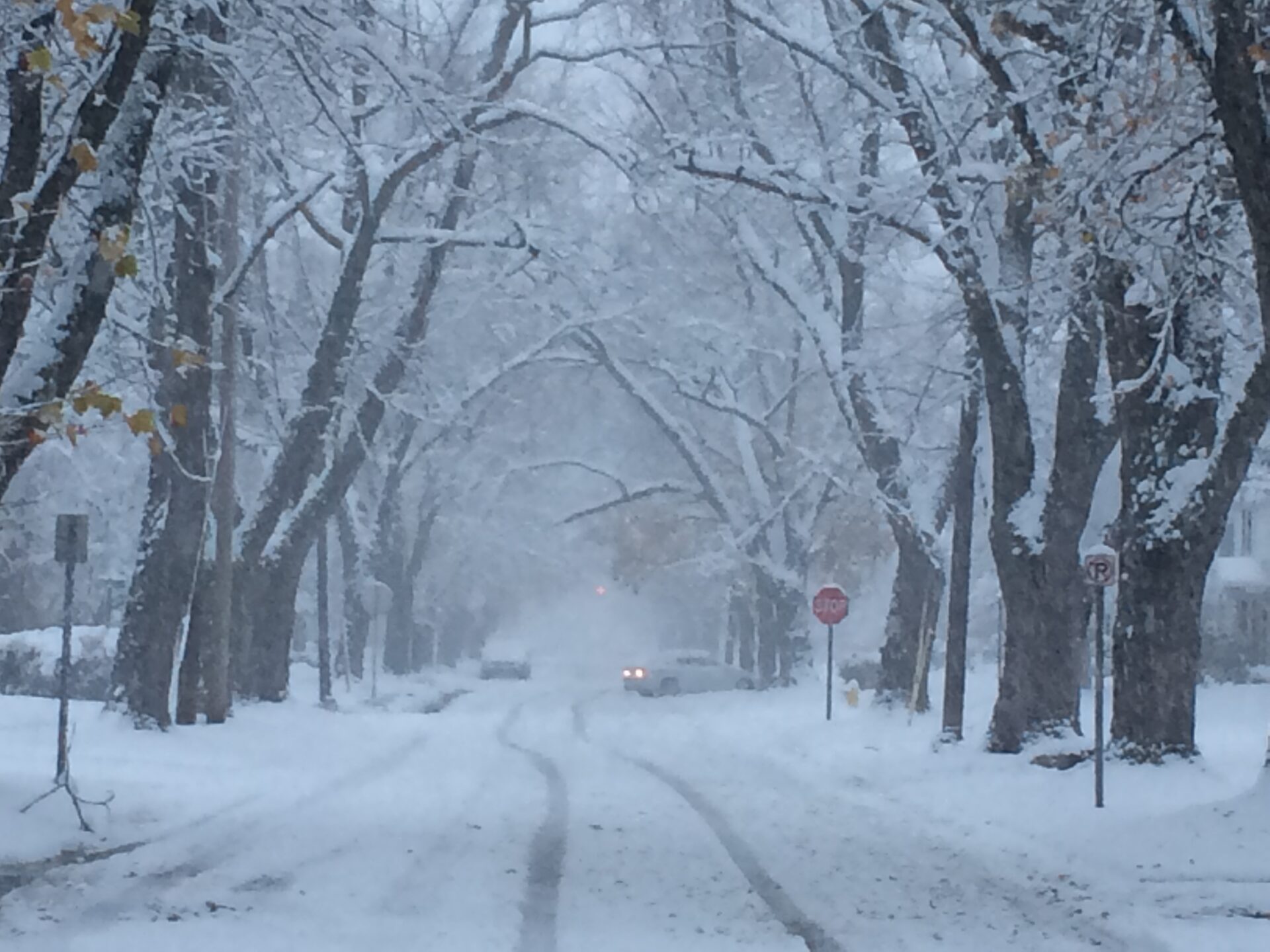 Tree issues, city charter implementation highlight CCNA meeting