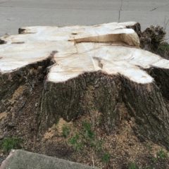 CCNA continues tree campaign, debates pipe replacement bids process, laments Flint Journal “litter”