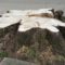 CCNA continues tree campaign, debates pipe replacement bids process, laments Flint Journal “litter”