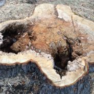 Commentary:  Trees, transparency and trust in Flint