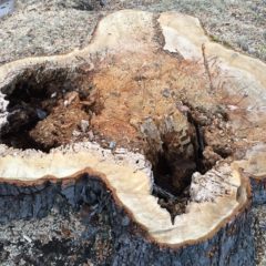 Commentary:  Trees, transparency and trust in Flint