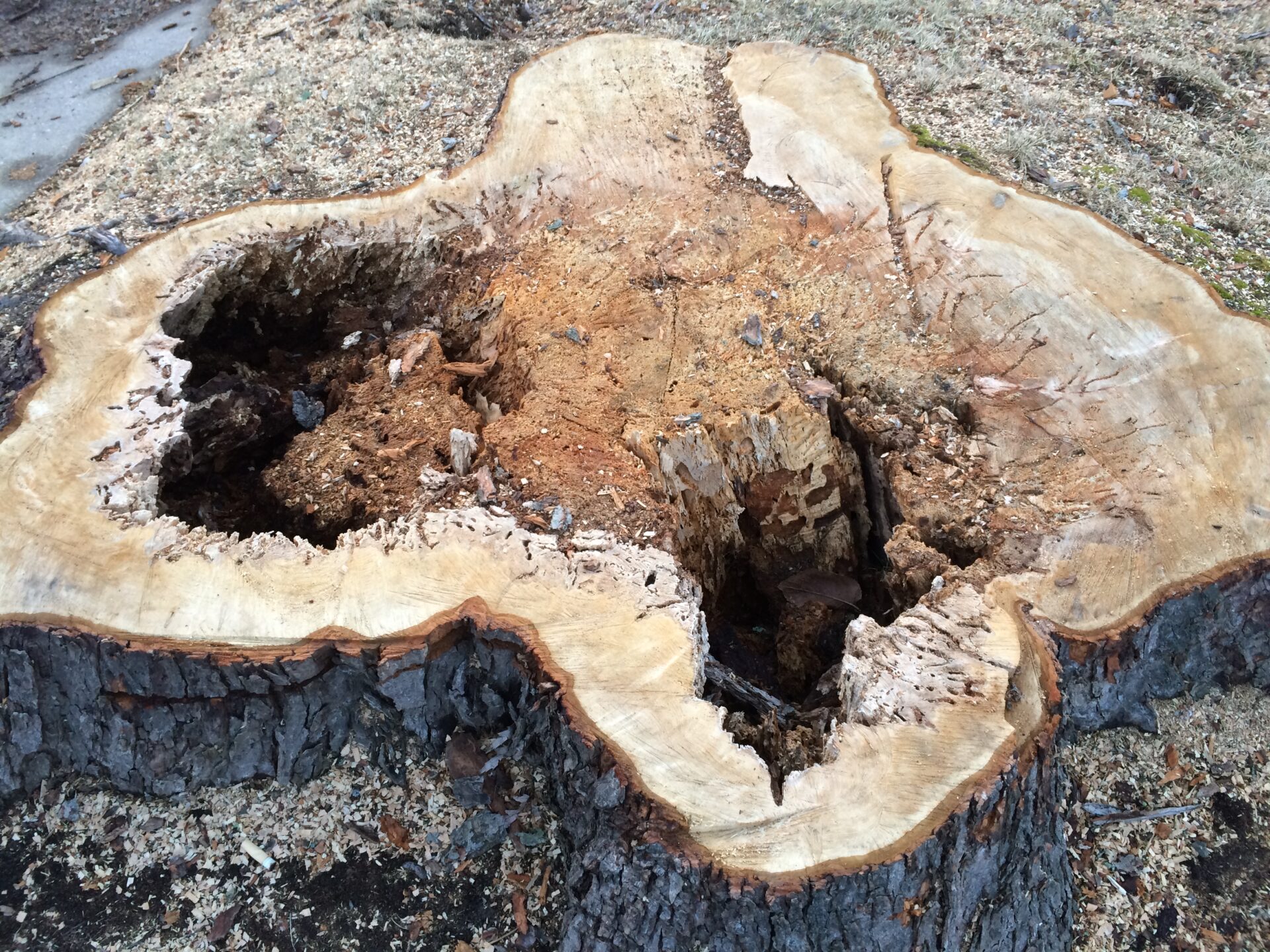 Commentary:  Trees, transparency and trust in Flint