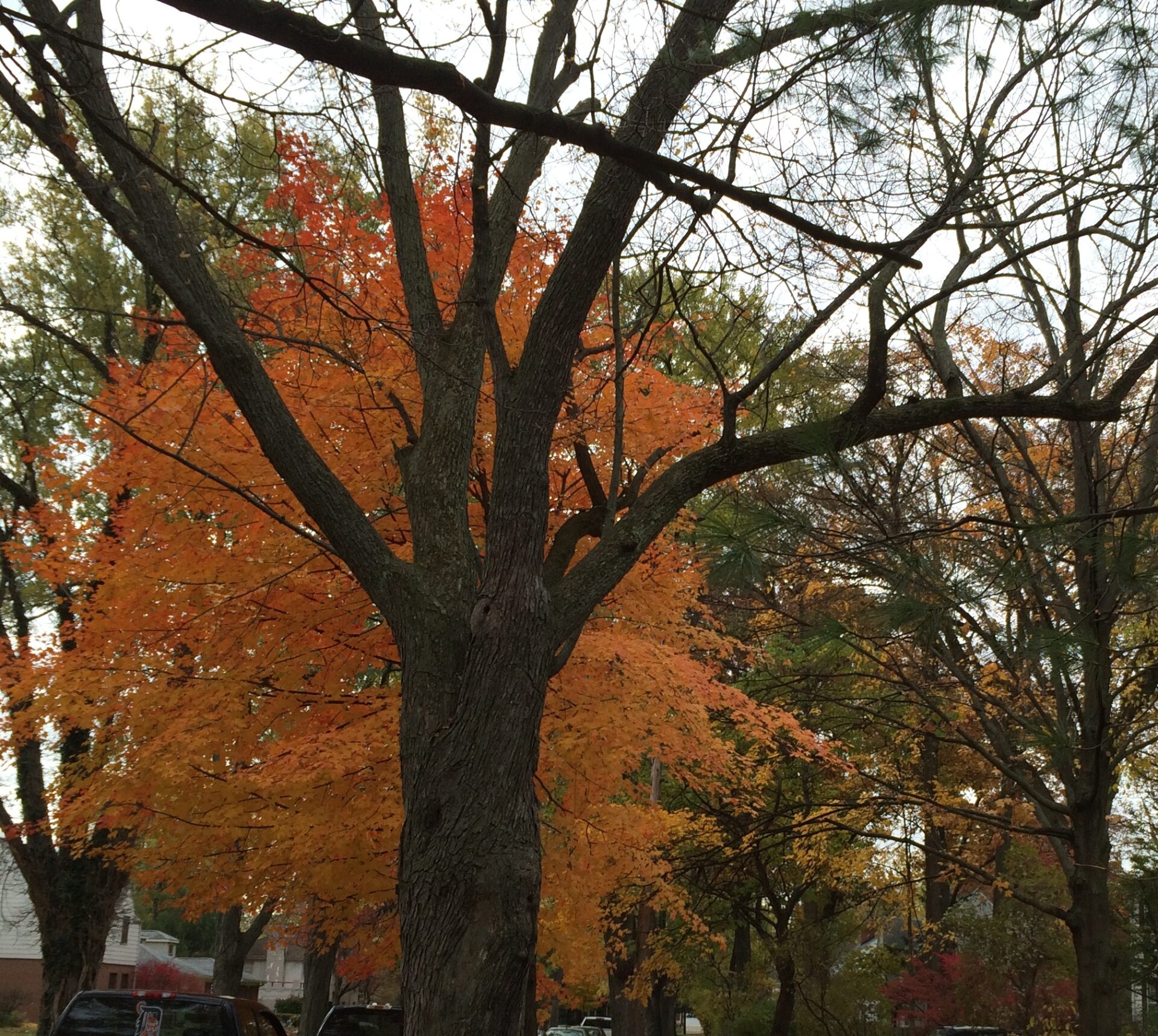 CCNA residents stumped by tree campaign;  7th Ward cutting stops, talks go on