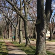 Neighborhood tree replacement plan hits city roadblock:  permits to plant denied