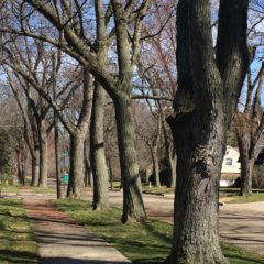 Trees are good, everybody agrees, but money is scarce