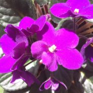 Three poems