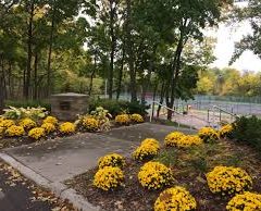 CCNA hears blight, crime, pot shop and tree planting reports