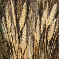 Flint wheat weaver makes big investment to save treasured grain for an ancient art