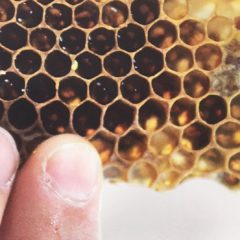 Bees making sweet honey on Flint’s East Side