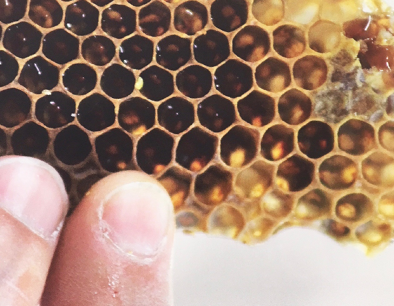 Bees making sweet honey on Flint’s East Side
