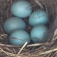 Flint financial advisor also helps bluebirds feather their nests