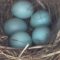 Flint financial advisor also helps bluebirds feather their nests
