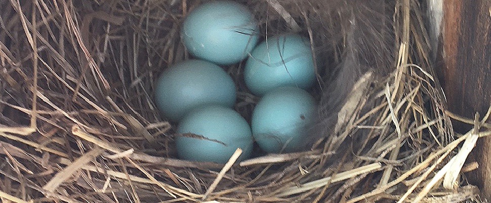 Flint financial advisor also helps bluebirds feather their nests