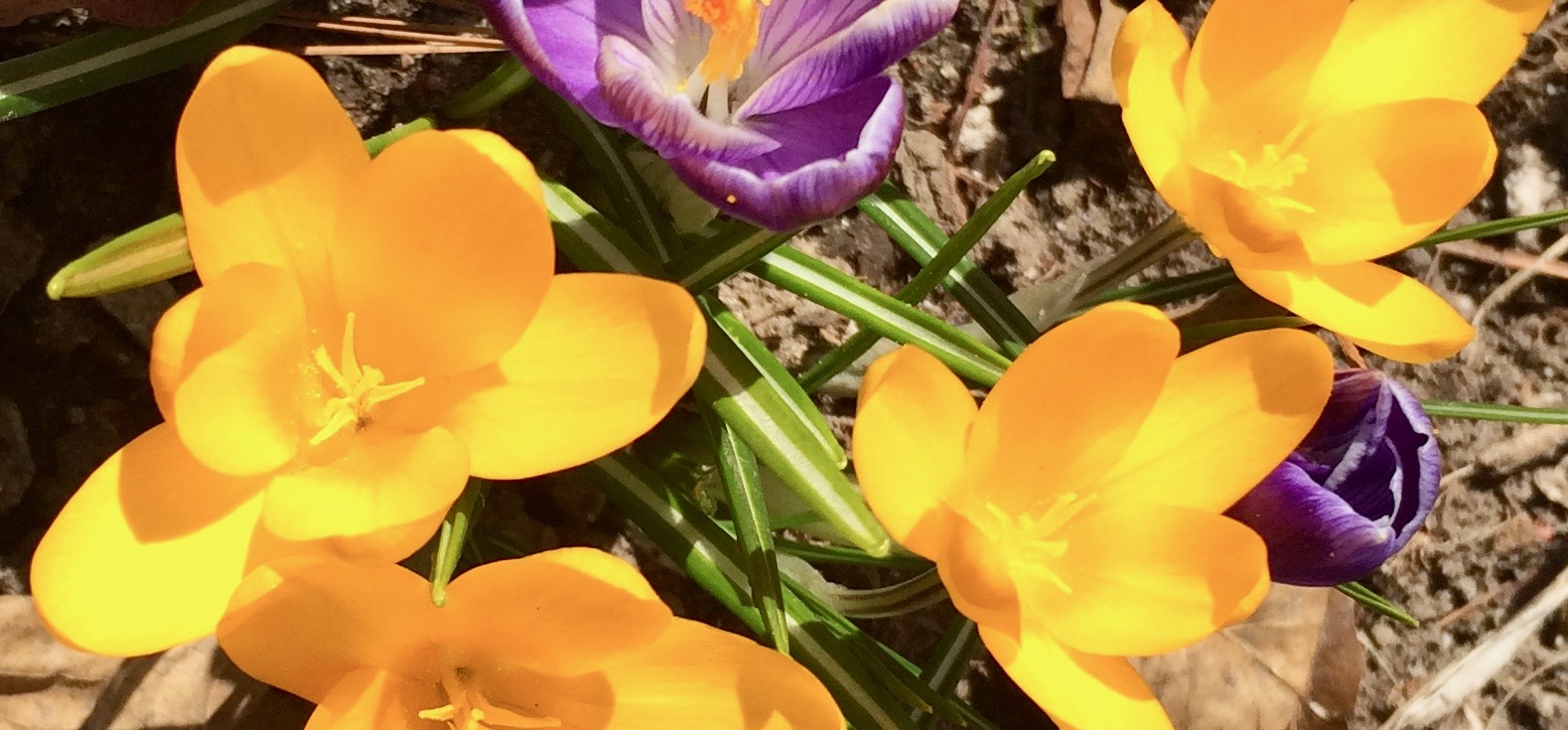 Three spring initiatives start April 15 to “replant Genesee County” by conservation district