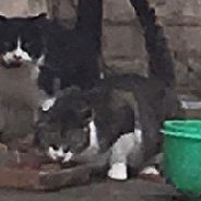 Carriage Town cats tended by kind-hearted neighbor:  more help needed