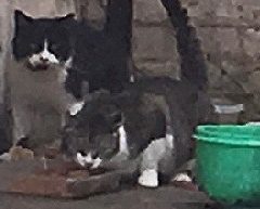 Carriage Town cats tended by kind-hearted neighbor:  more help needed