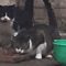Carriage Town cats tended by kind-hearted neighbor:  more help needed
