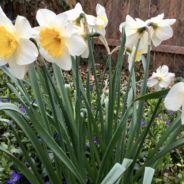 This Month in the Village:  May features live music, story time, Jersey Boys, Flint City Bucks and more