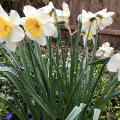 This Month in the Village:  May features live music, story time, Jersey Boys, Flint City Bucks and more