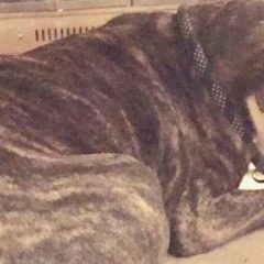 Commentary: Mott Park dog rescue puts focus on animal welfare needs
