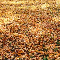 CCNA hears about leaf pickup options, city audit, Mott CC millage