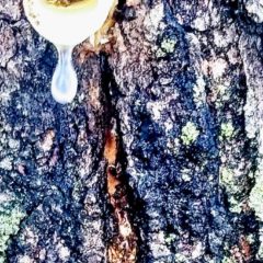Village Life:  “Tree City” a sweet place to tap for syrup–here’s how
