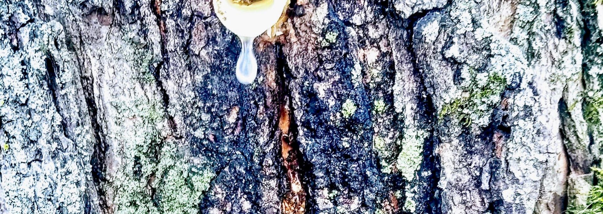 Village Life:  “Tree City” a sweet place to tap for syrup–here’s how