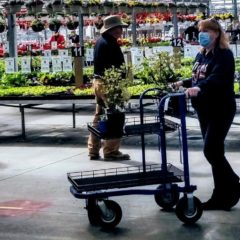 Local nursery owner coping with restrictions tells gardeners: keep tilling the soil for that “Covid-19 Victory Garden”