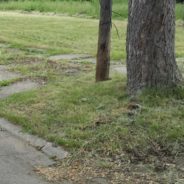 Land Bank seeks seasonal/temporary workers for $11/hour 40 hour work week on mowing and trash abatement crews