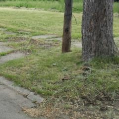 Land Bank seeks seasonal/temporary workers for $11/hour 40 hour work week on mowing and trash abatement crews