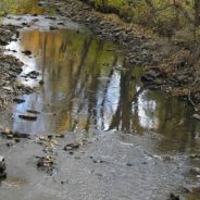 Devoted environmentalist Sara McDonnell remembered with tree plantings in Flint