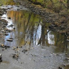 Devoted environmentalist Sara McDonnell remembered with tree plantings in Flint