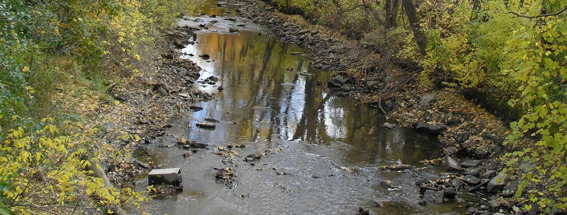 Devoted environmentalist Sara McDonnell remembered with tree plantings in Flint