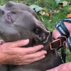 Blessing of the Animals honors “creatures who know nothing of the madness of the world”