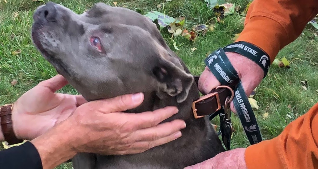 Blessing of the Animals honors “creatures who know nothing of the madness of the world”