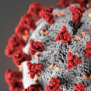 Vaccine Beat:  Genesee County is 24% fully vaccinated; MTA providing free transport to vaccination sites