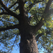 Re-greening Flint:   New city trees coming next spring via Mott Foundation grant