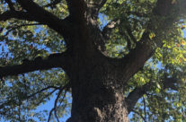 Re-greening Flint:   New city trees coming next spring via Mott Foundation grant