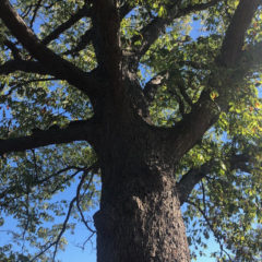 Re-greening Flint:   New city trees coming next spring via Mott Foundation grant