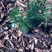 Arbor Day means “Tree City USA” again for Flint,  many new trees for Pierce Park