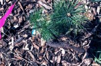 Arbor Day means “Tree City USA” again for Flint,  many new trees for Pierce Park
